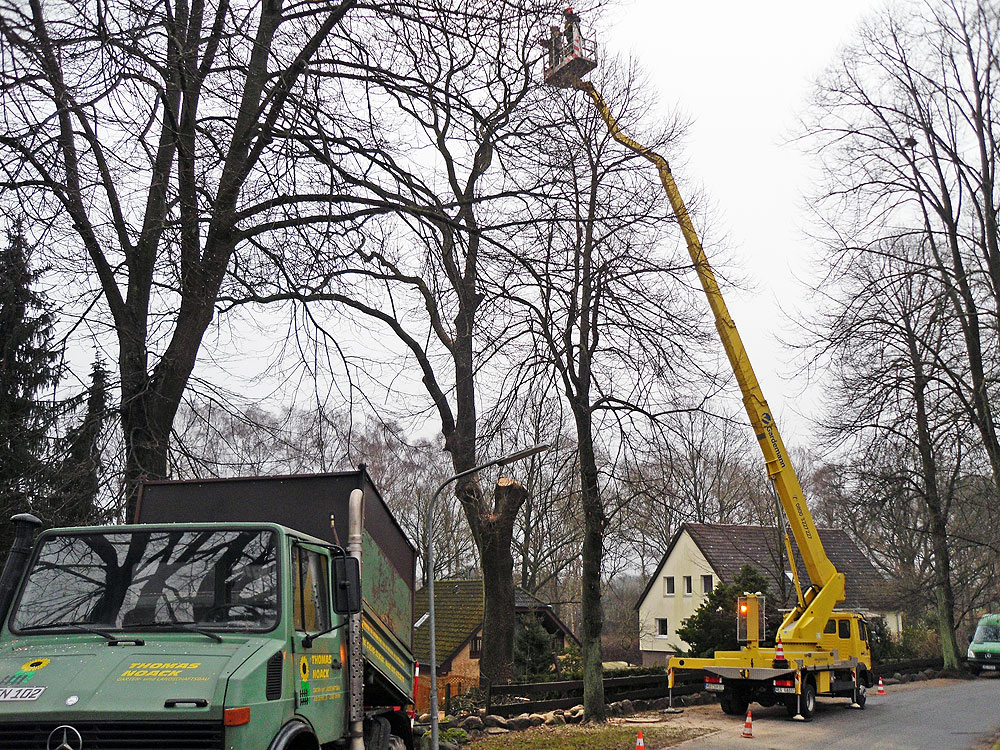 Baumfällung mit 26m-LKW-Arbeitsbühne